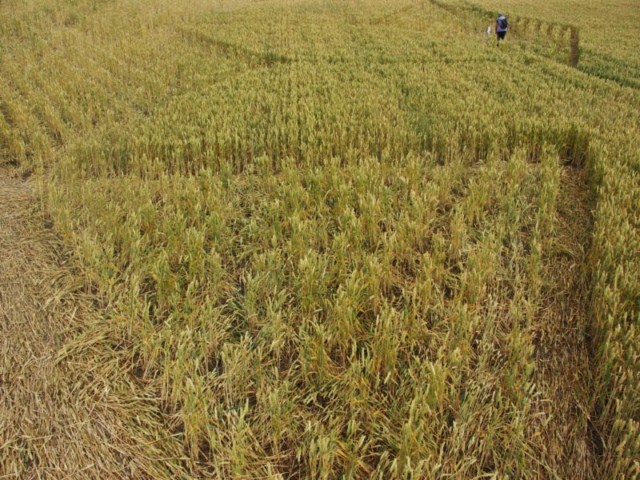 Cley Hill, Wiltshire crop circle, aerial photo 57